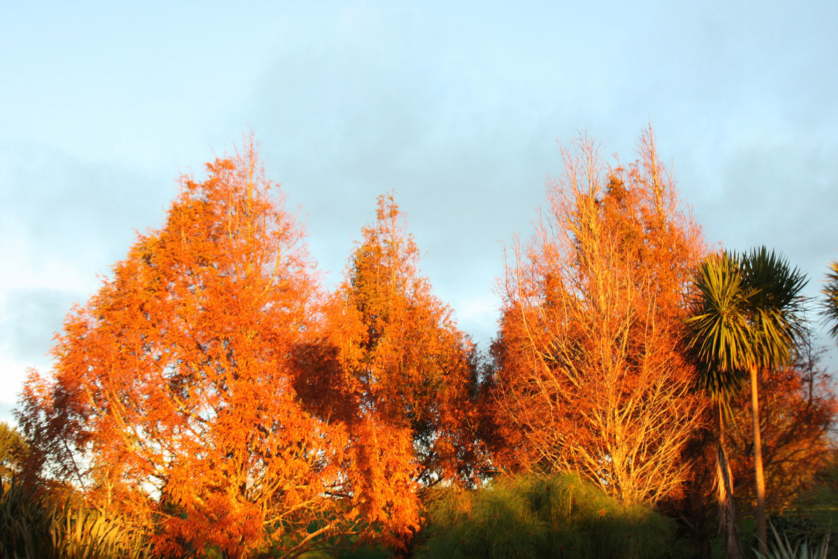 Metasequoia glyptostroboides (1).jpg